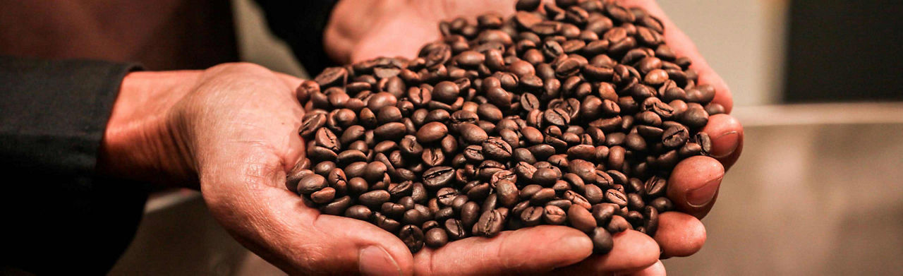 Barista holding fresh coffee beans in the palm of their hands