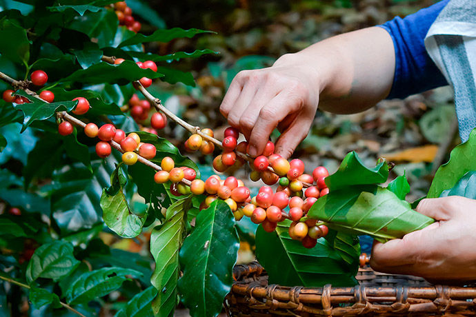 Artisan roaster picking fresh coffee beans 